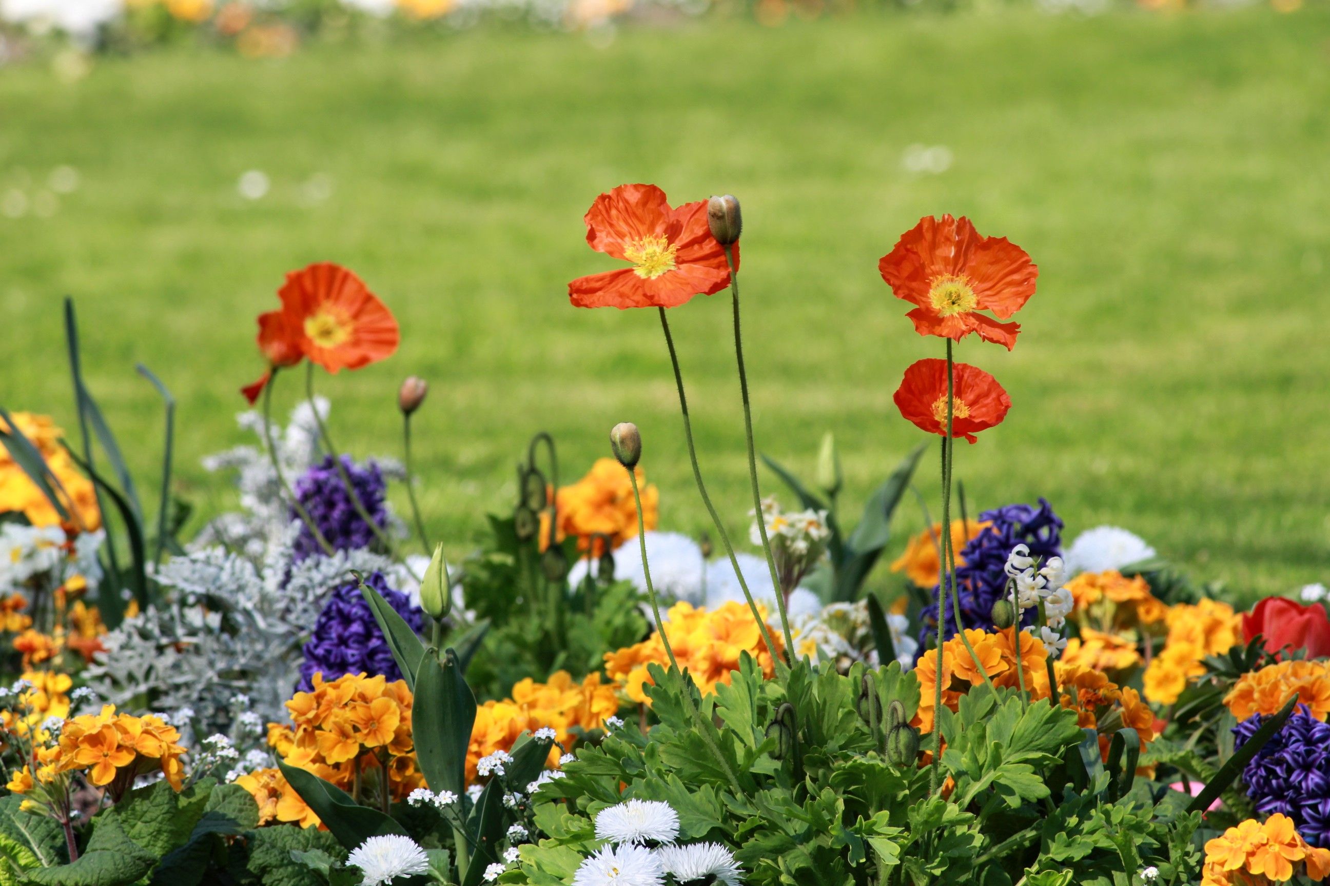 Flores para el jardín