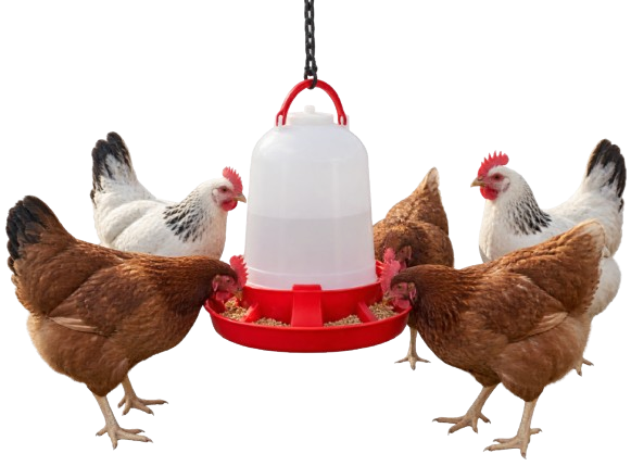 Gallinas comiendo de un comedero