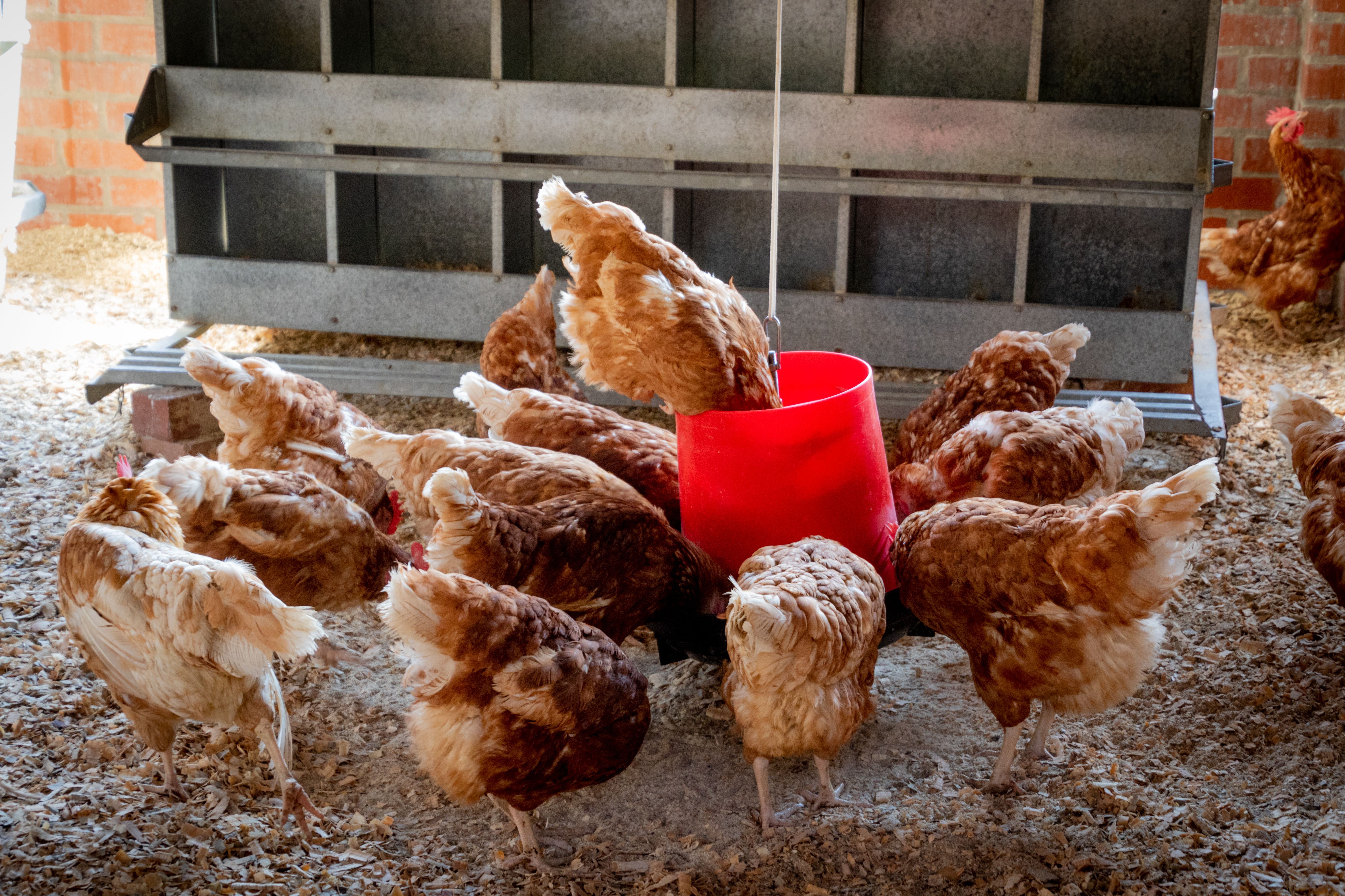 Piensos y nutrición para animales de corral y mascotas