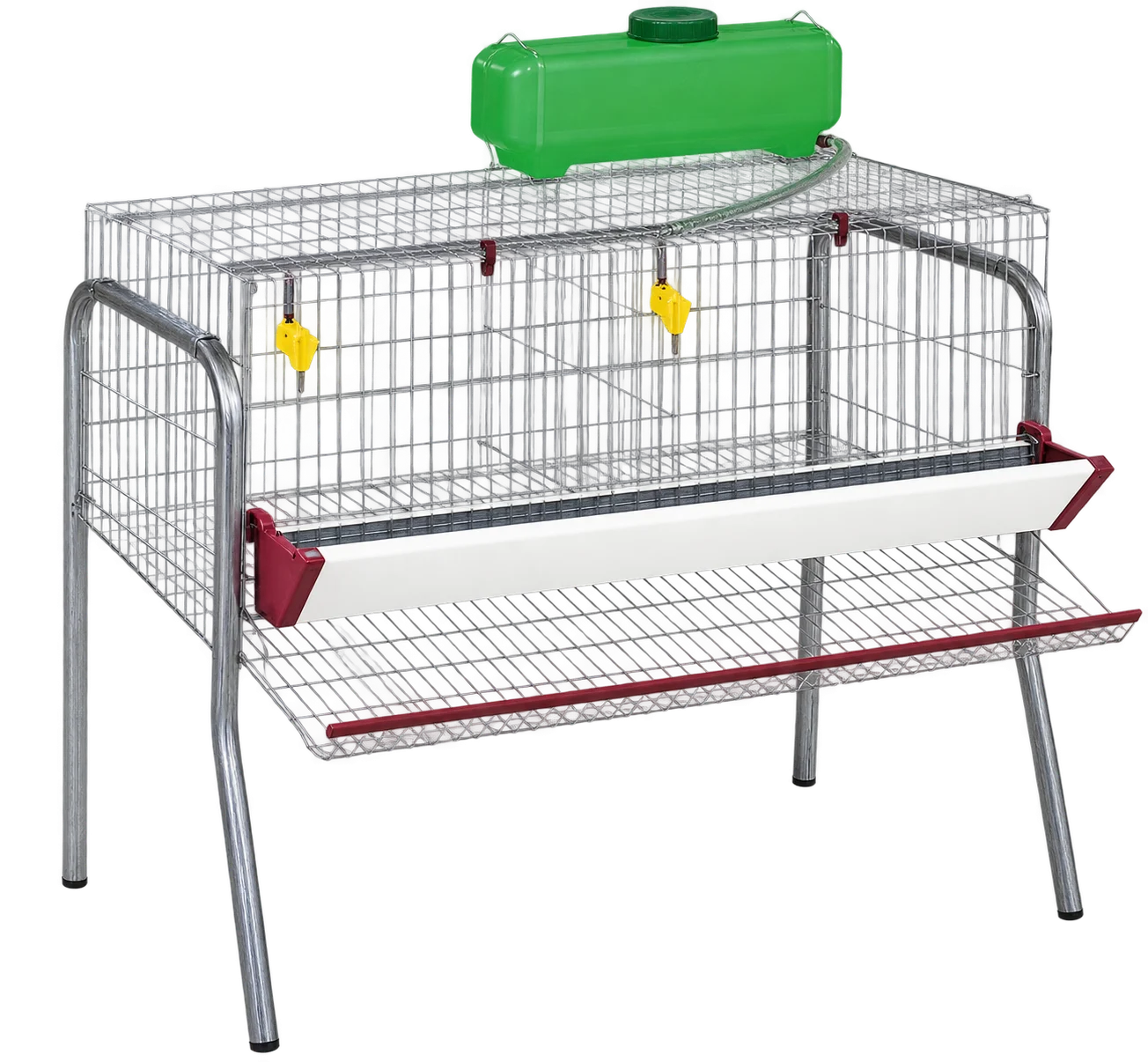 Gallina para instalaciones avícolas