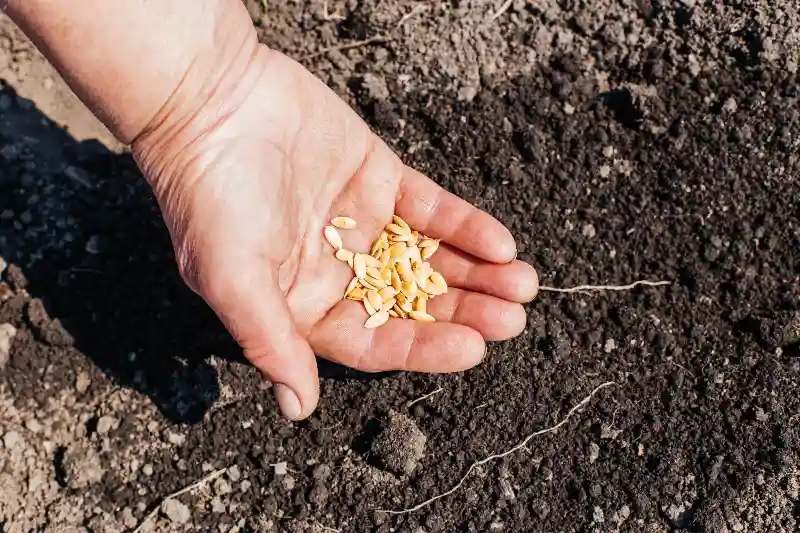 Semillas para huerto, jardín y cultivo